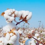 Zone Franc: La diminution des superficies ensemencées en coton entraîne la baisse des perspectives de production en 2023/24