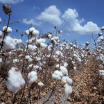Togo : L’agriculture régénérative, une solution pour relancer la filière cotonnière.