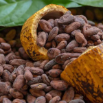 Togo / Cacao premium : Le Pays se dote d’un centre d’excellence à Abréwankor pour conquérir les marchés de niche