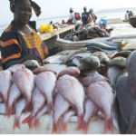 Togo : Quand le secteur aquacole se dote d&rsquo;un cadre réglementaire renforcé avec l&rsquo;appui du Japon.
