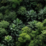 Togo / Gestion forestière : Le pays durcit les règles pour protéger son couvert végétal