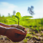 Togo : Près de 39 millions d&rsquo;arbres plantés en cinq ans, une dynamique verte à amplifier pour 2030
