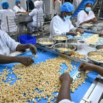 Burkina Faso : La transformation de la noix de cajou s’accélère avec une nouvelle usine à Péni