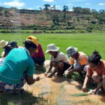 Madagascar : La révolution numérique au service de l&rsquo;agriculture pour booster productivité et résilience climatique